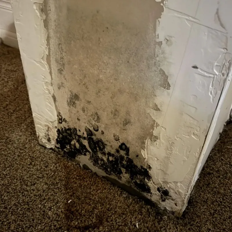 Professional Mold Removal in Kendall County, TX